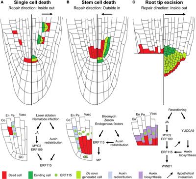 Pars Pro Toto: Every Single Cell Matters